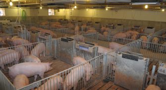 Pigs In Pens In Farm Building
