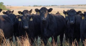 Black, Beef Cattle Facing Camera In Field